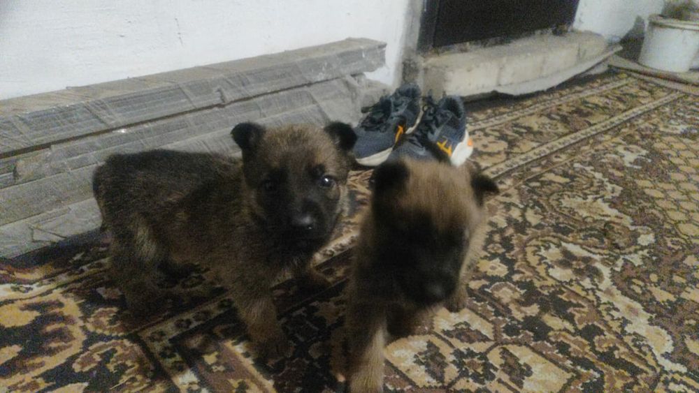 Щенки месячные .