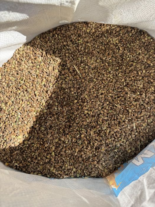 Продам семена эспарцета