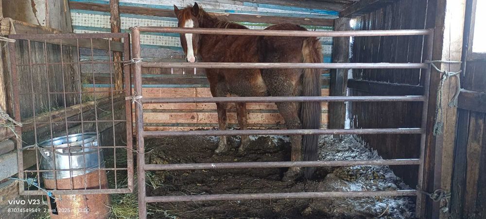 Продам Лошадь , Согым