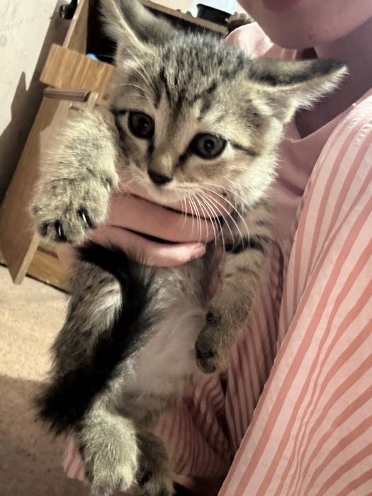 Отдам котят бесплатно