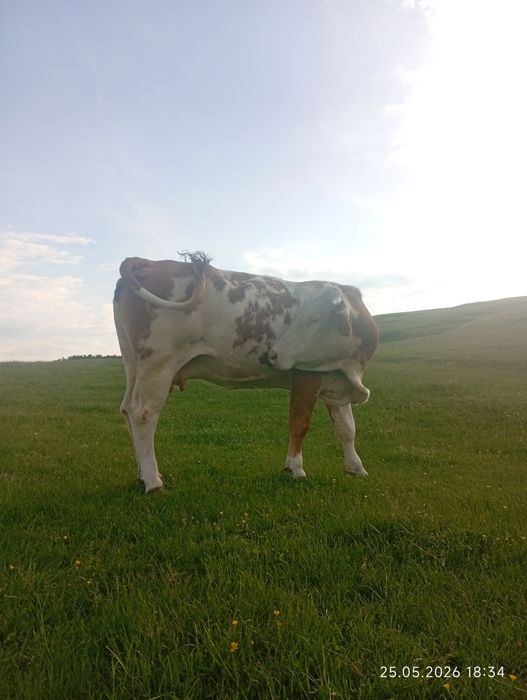 Vacă bălțata românească