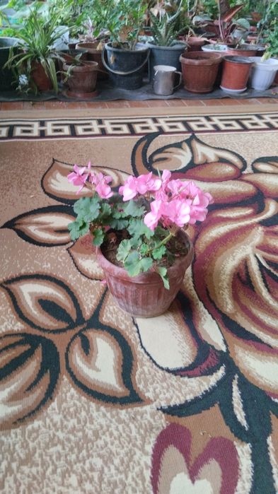 Гуллар сотилади Хар хил тур