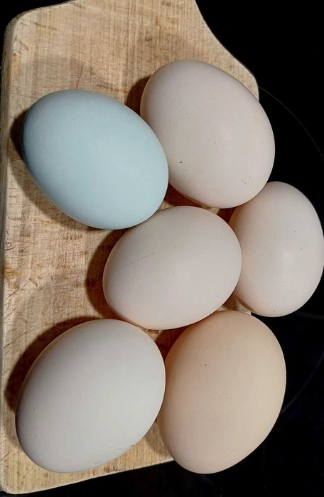 Vând 9 găini ouătoare,  inclusiv rasă cu ouă colorate