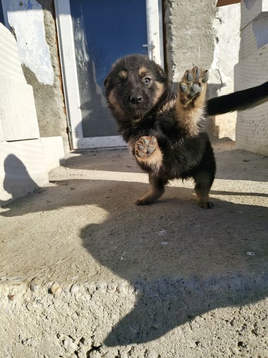 Donez căței foarte drăguți și jucăuși