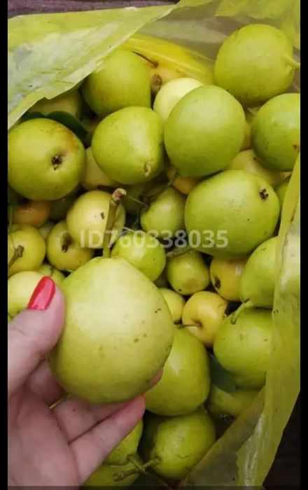 Продается дача в живописном месте