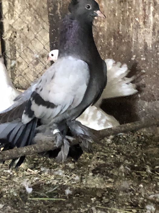 Porumbei voltati indieni