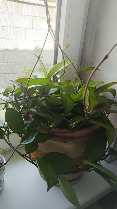 Взрослые комнатные растения