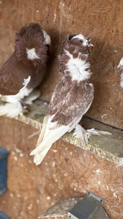 Porumbei gulerat de bihor