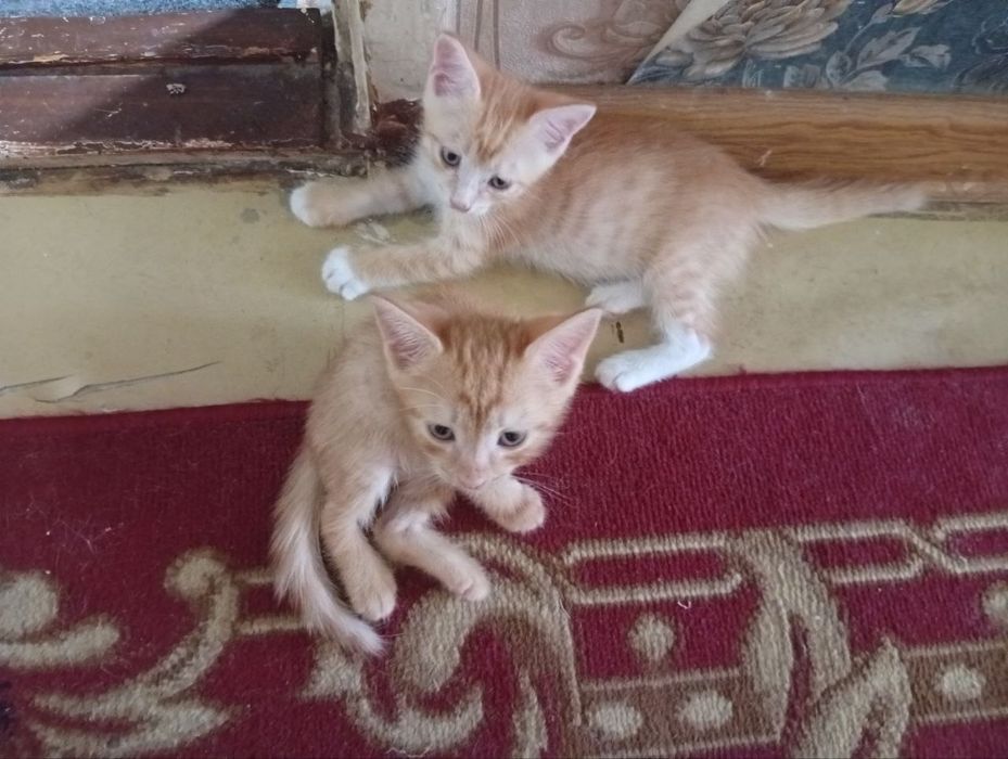 Mushuk bolasi bor