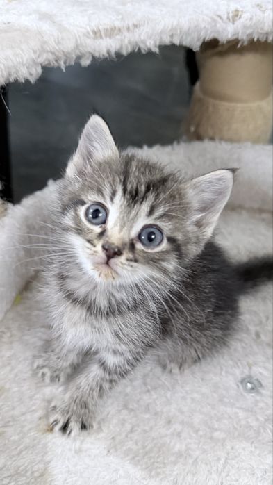 Котенок в добрые руки