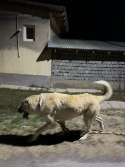 Алабай ит тобет еркек