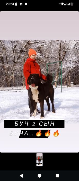 Крупная шикарная девочка САО Алабай