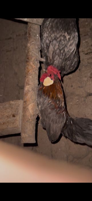 Продам карликовых кур пару