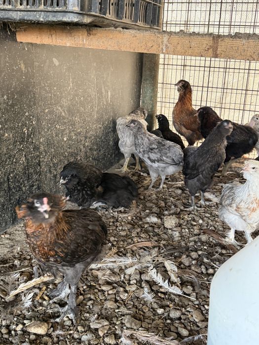 Gaini araucana  tineret