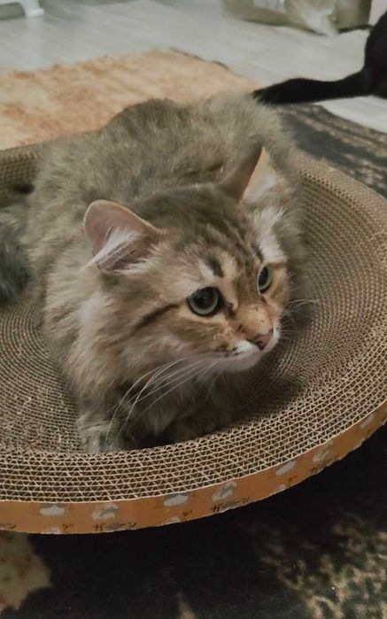 Пушистый зеленоглазый котик ищет дом