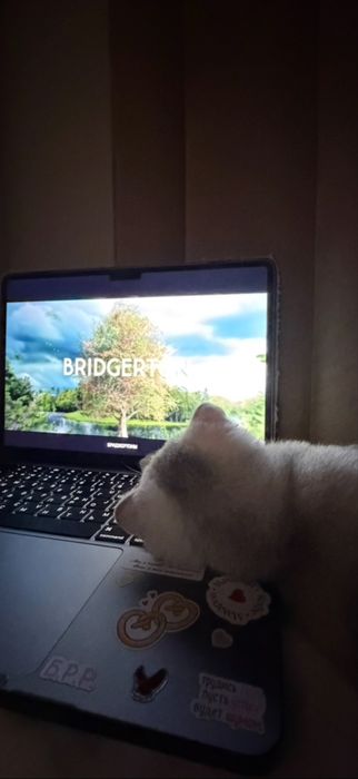 Продаётся котёнок вислоухий шотландец