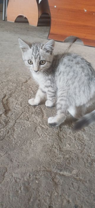 Отдам котёнка в хорошие руки