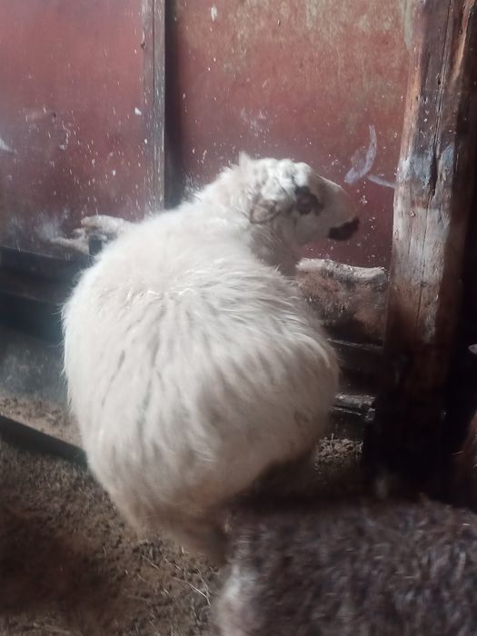 Продается племенной кошкар