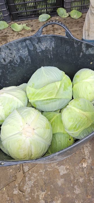 Varza in cantitati mari