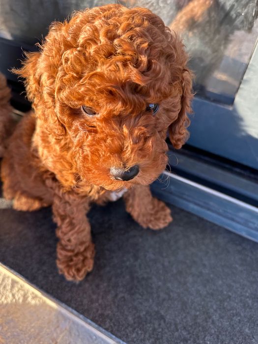 Мини пудел мъжко червен