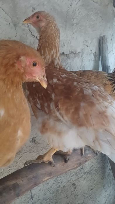 Продам кур ломан Браун