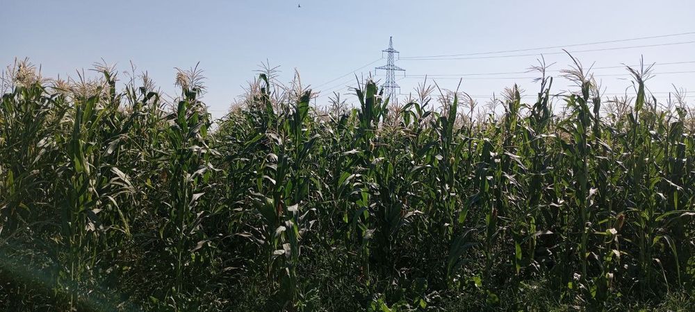 Makkajo‘xori sotiladi selosi ham