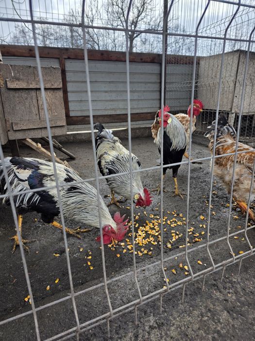 Cocos italian argintiu