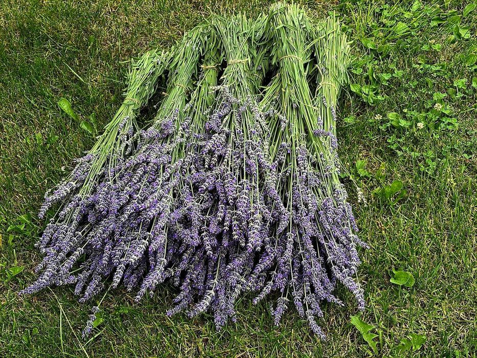 Lavanda - 20 buchete