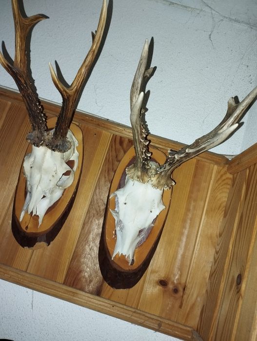 Различни Рога от срандаци