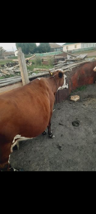 продам карова  !!!