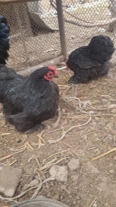 Кохинкин карлики