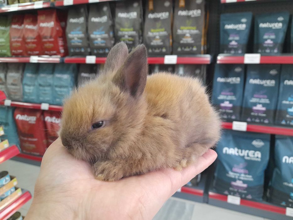 Декоративни мини зайчета на 1 месец