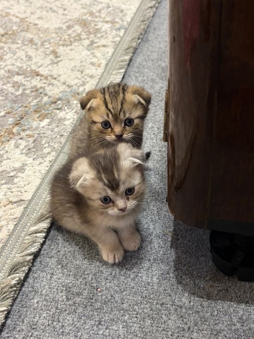 Продаются шотландские вислоухие котят