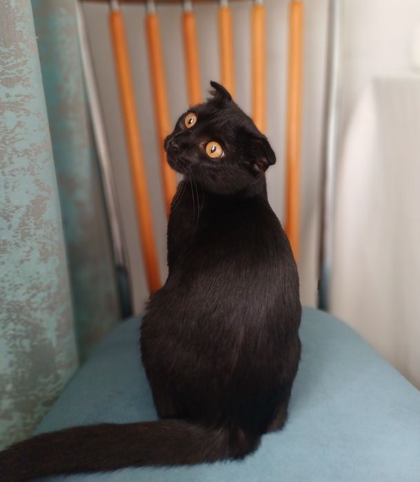 Кошечка 4 месяца