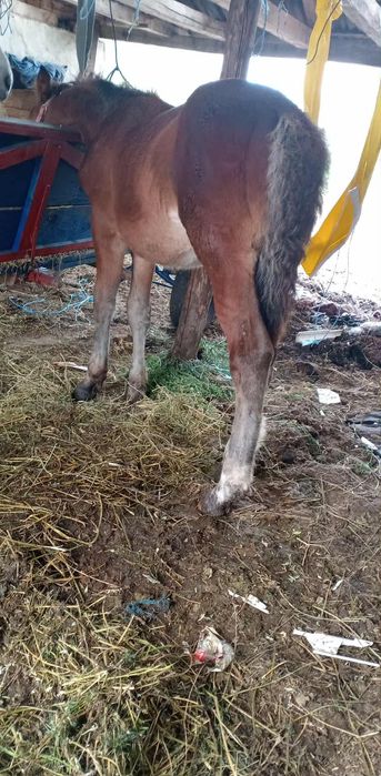 Vând mânz de 3 pe 4 luni