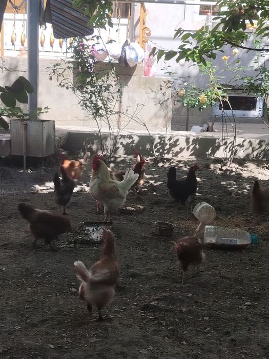 Assalomu Alekum tovuqlar sotiladi. 100 taga yaqin soni