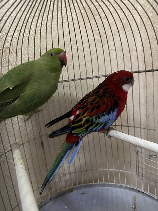 Ajrella moda sotiladi