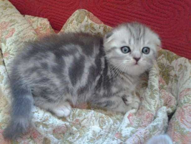 вислоухие котята шотландские