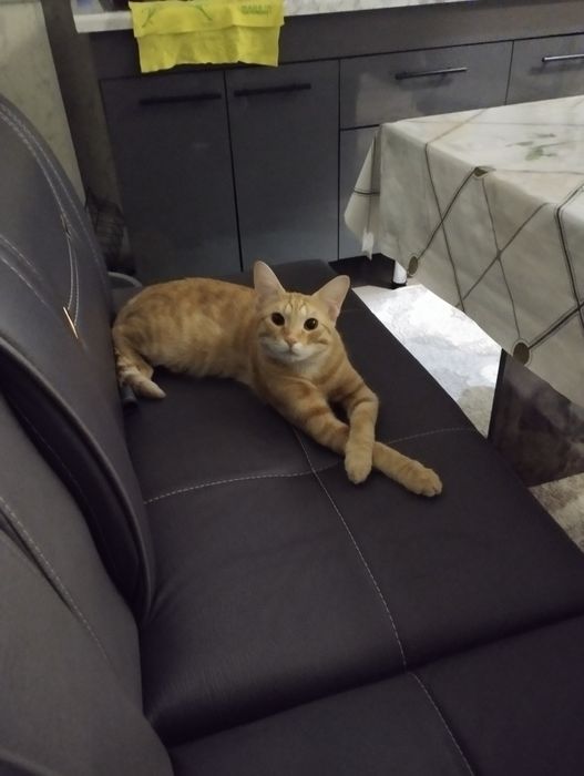 Отдам кота в хорошие руки