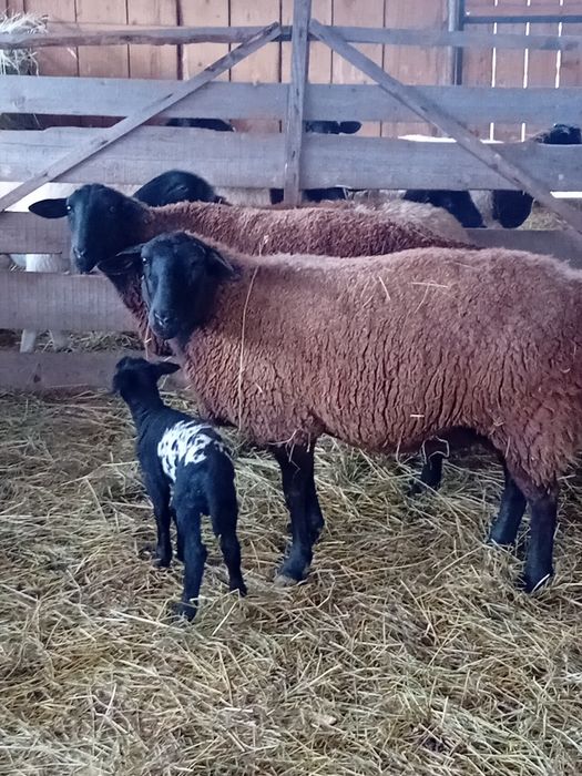 Vând oi jura gestante