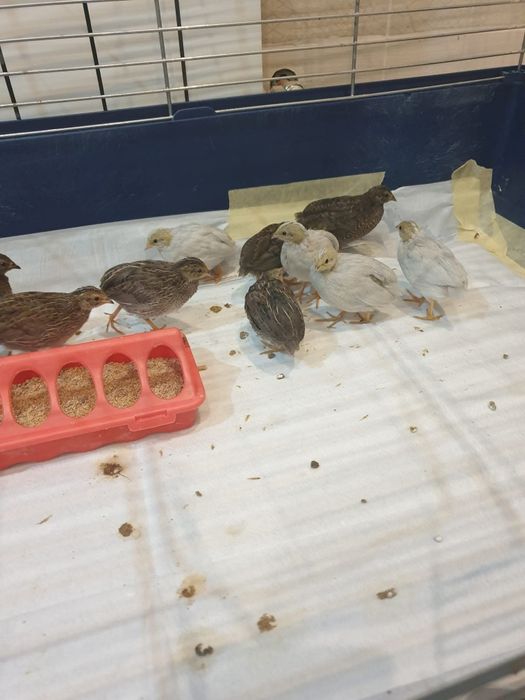 Prepelite chinezesti pitice