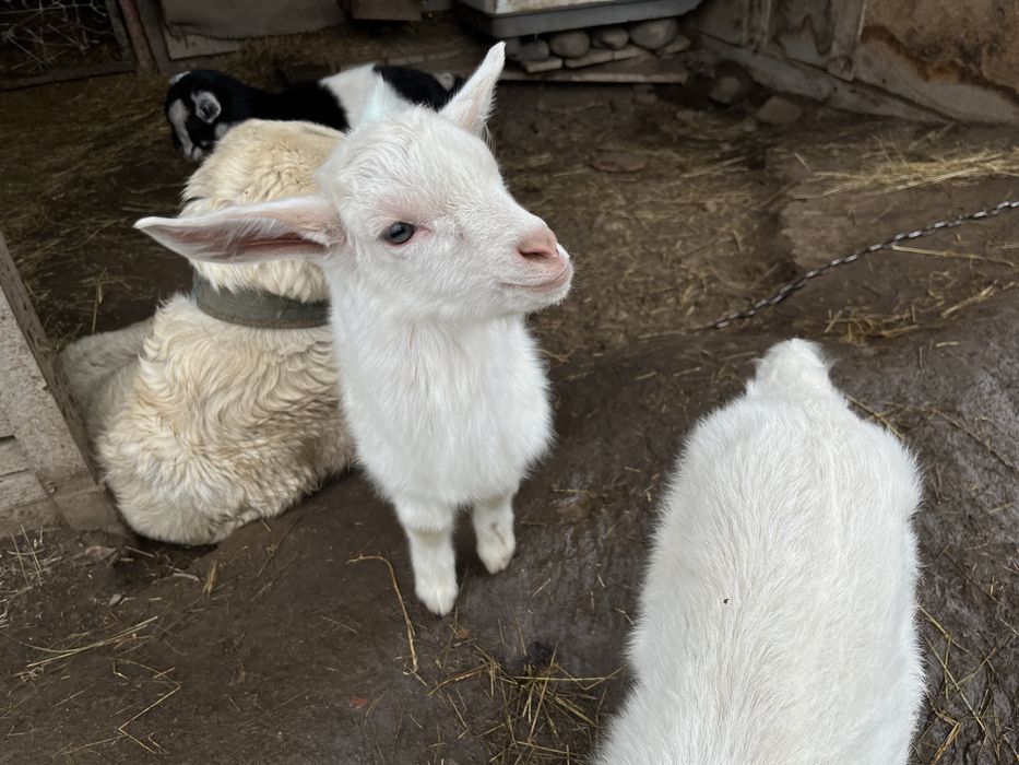 Продам Зааненский козлято