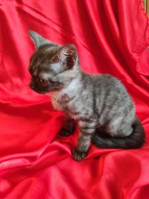 Котенок шотланка