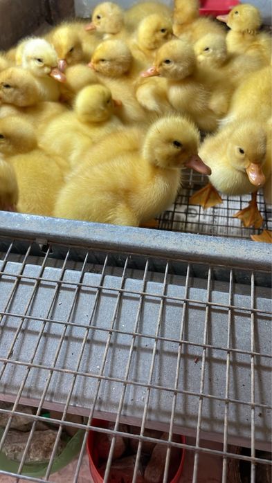 Продам цыплят утят гусей