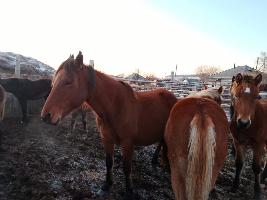 Продам лошадей продам