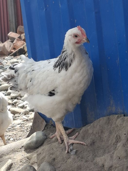 Цыплята. Птица для домашнего подворья