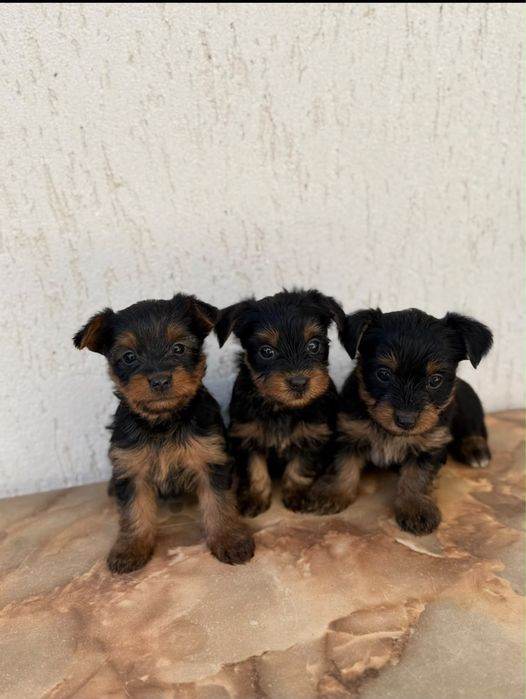 Vand Yorkshire Terrier