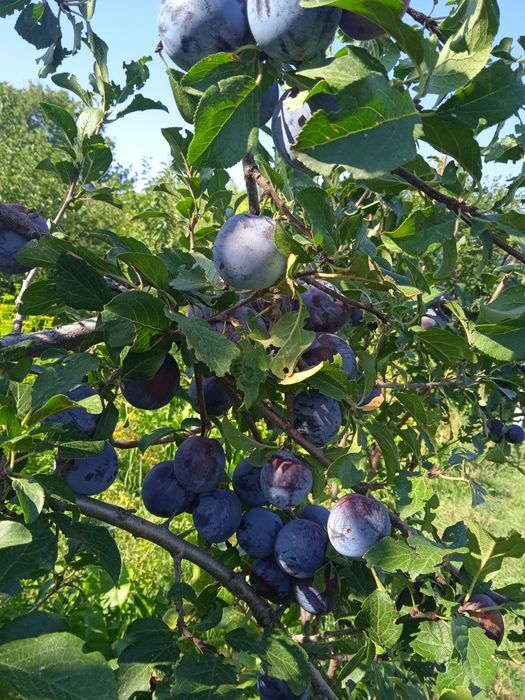 Садовые растения