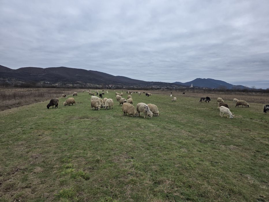 Vând 34 de oi 30 mature din care 15 sunt cu mieii  si 3 miele