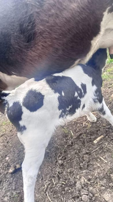 Vitea sugara disponibila